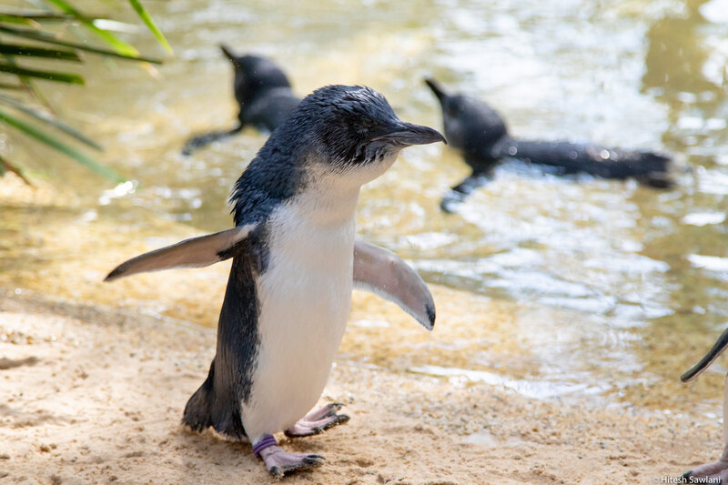 Australia — photo 14