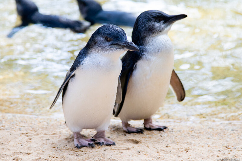 Australia — photo 17