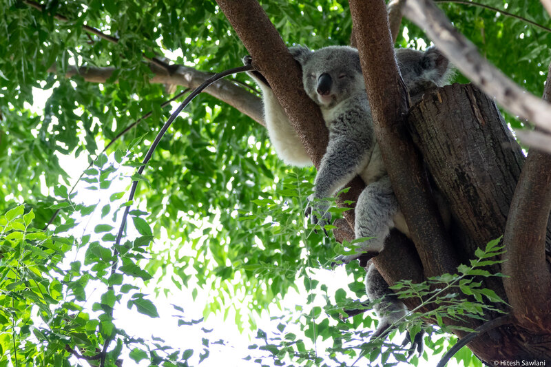 Australia — photo 28