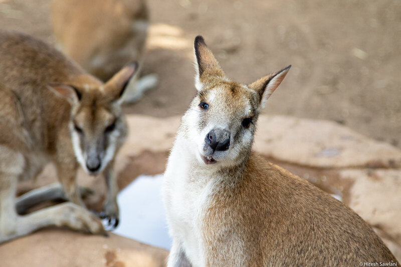 Australia — photo 30