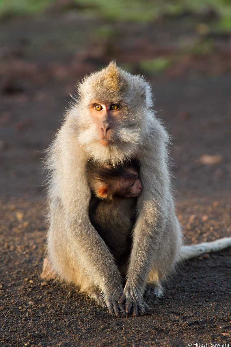 Indonesia — photo 4