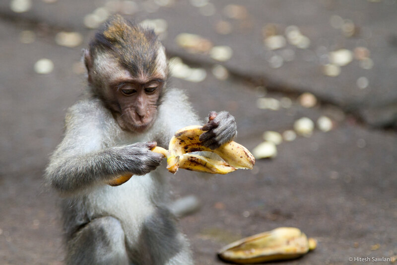 Indonesia — photo 25