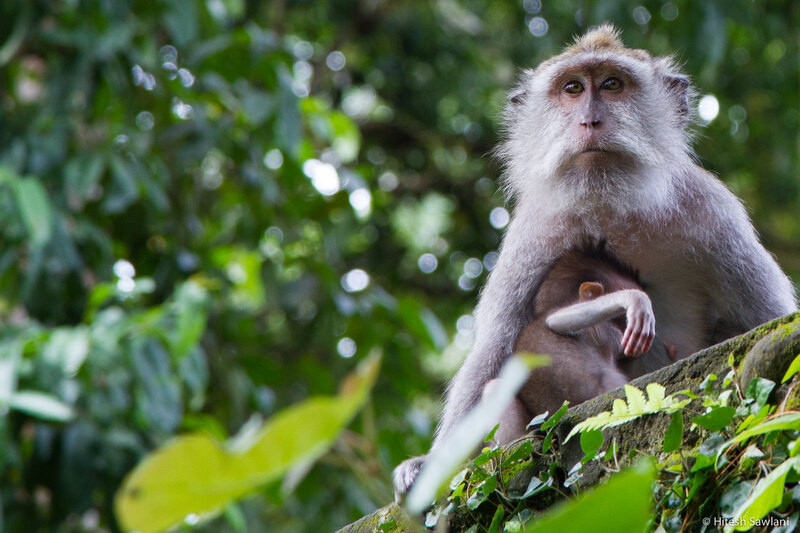 Indonesia — photo 27