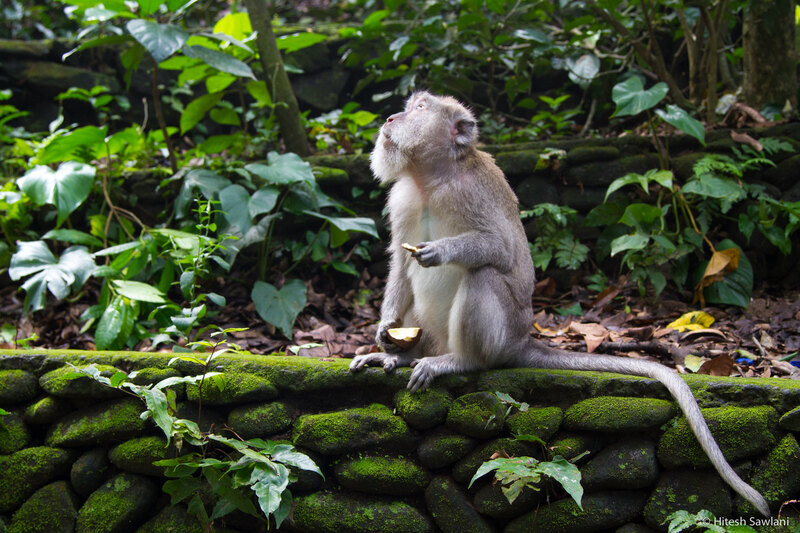 Indonesia — photo 32