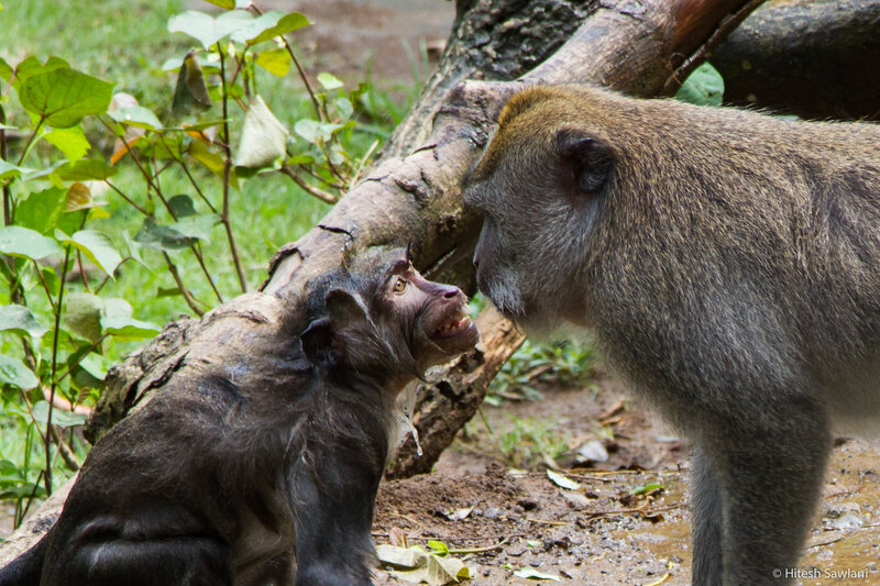 Indonesia — photo 36