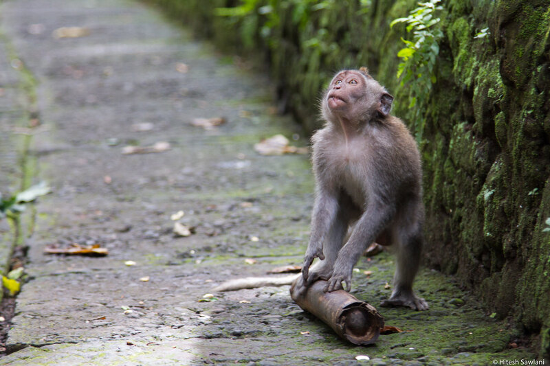 Indonesia — photo 45