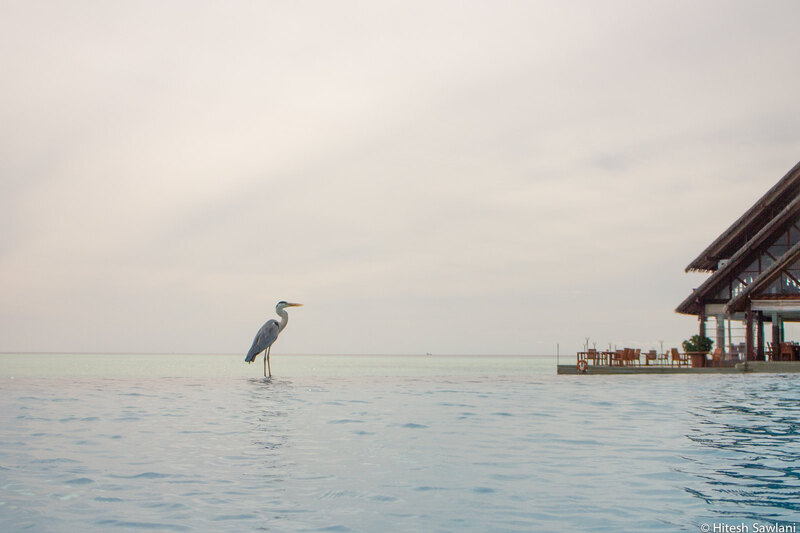 Maldives — photo 5