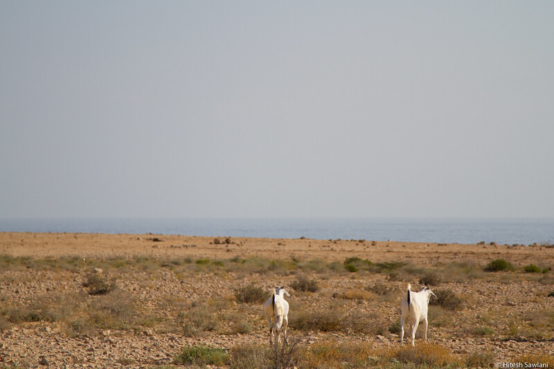 Oman — photo 35