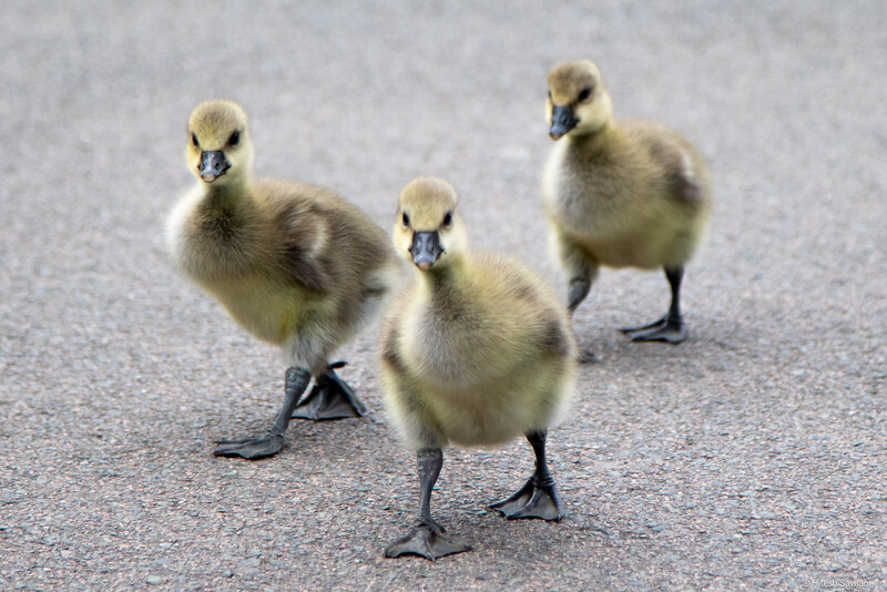 United Kingdom — photo 66