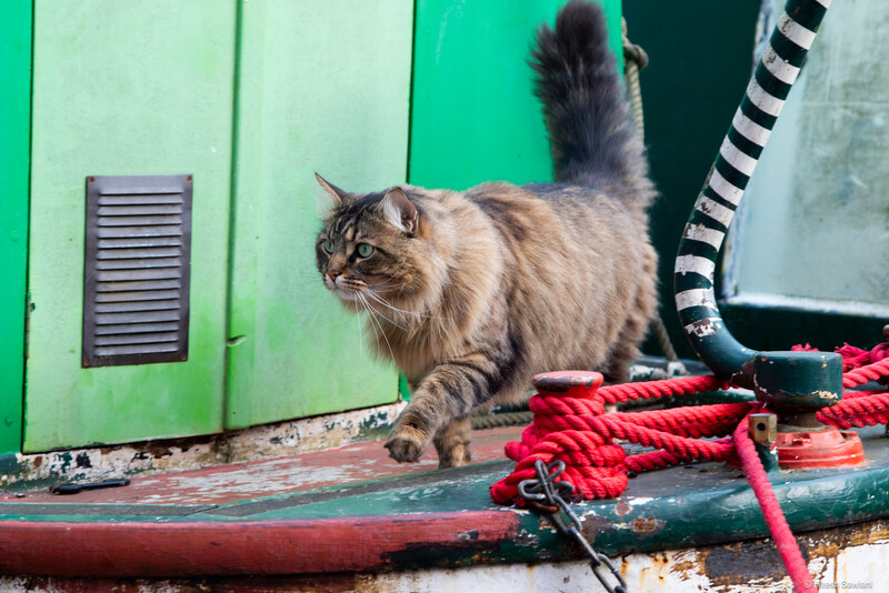 United Kingdom — photo 69